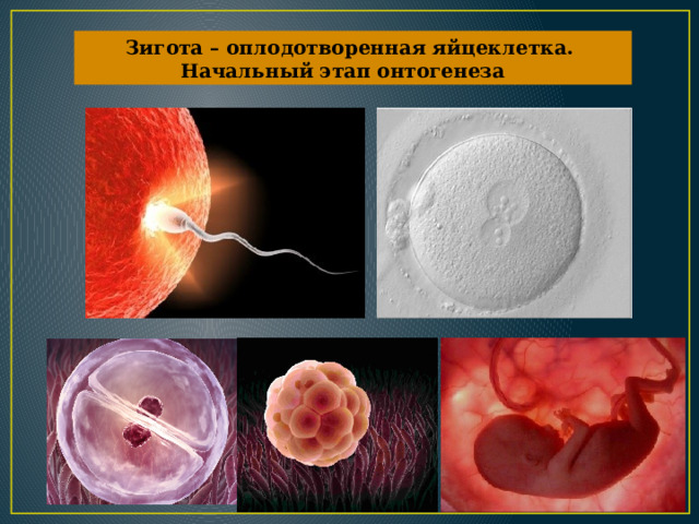 Зигота – оплодотворенная яйцеклетка. Начальный этап онтогенеза 