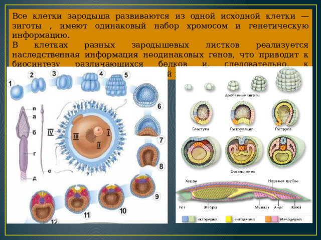 Все клетки зародыша развиваются из одной исходной клетки — зиготы , имеют одинаковый набор хромосом и генетическую информацию. В клетках разных зародышевых листков реализуется наследственная информация неодинаковых генов, что приводит к биосинтезу различающихся белков и, следовательно, к формированию из них разных тканей и органов. 