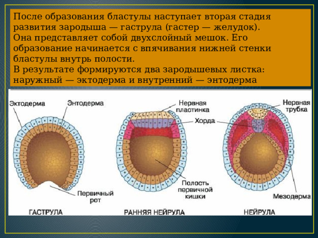 После образования бластулы наступает вторая стадия развития зародыша — гаструла (гастер — желудок). Она представляет собой двухслойный мешок. Его образование начинается с впячивания нижней стенки бластулы внутрь полости. В результате формируются два зародышевых листка: наружный — эктодерма и внутренний — энтодерма  