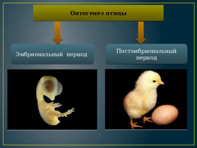 Онтогенез птицы Эмбриональный период Постэмбриональный период 