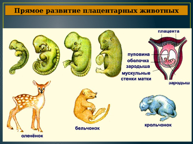 Прямое развитие плацентарных животных 