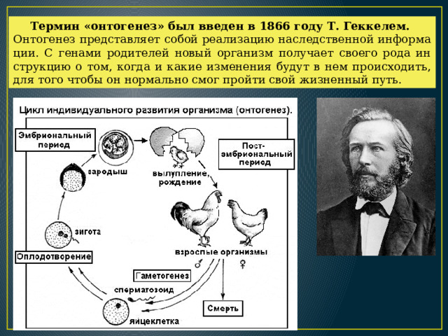 Тер­мин «он­то­ге­нез» был вве­ден в 1866 году Т. Гек­ке­лем. Он­то­ге­нез пред­став­ля­ет собой ре­а­ли­за­цию на­след­ствен­ной ин­фор­ма­ции. С ге­на­ми ро­ди­те­лей новый ор­га­низм по­лу­ча­ет сво­е­го рода ин­струк­цию о том, когда и какие из­ме­не­ния будут в нем про­ис­хо­дить, для того чтобы он нор­маль­но смог прой­ти свой жиз­нен­ный путь. 