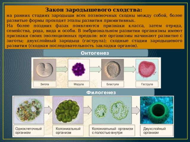 Закон зародышевого сходства: на ранних стадиях зародыши всех позвоночных сходны между собой, более развитые формы проходят этапы развития примитивных. На более поздних фазах появляются признаки класса, затем отряда, семейства, рода, вида и особи. В эмбриональном развитии организмы имеют признаки своих эволюционных предков: все организмы начинают развитие с зиготы; двухслойный зародыш (гаструла); сходные стадии зародышевого развития (сходная последовательность закладки органов). Онтогенез  Филогенез  