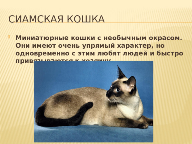 Сиамская кошка Миниатюрные кошки с необычным окрасом. Они имеют очень упрямый характер, но одновременно с этим любят людей и быстро привязываются к хозяину. 