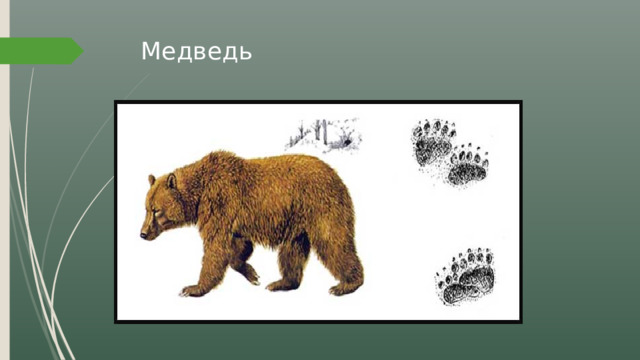 Медведь 