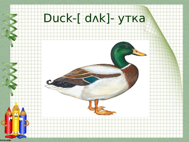 Duck-[ dʌk]- утка 