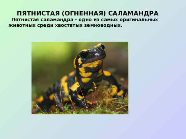 ПЯТНИСТАЯ (ОГНЕННАЯ) САЛАМАНДРА   Пятнистая саламандра - одно из самых оригинальных животных среди хвостатых земноводных.