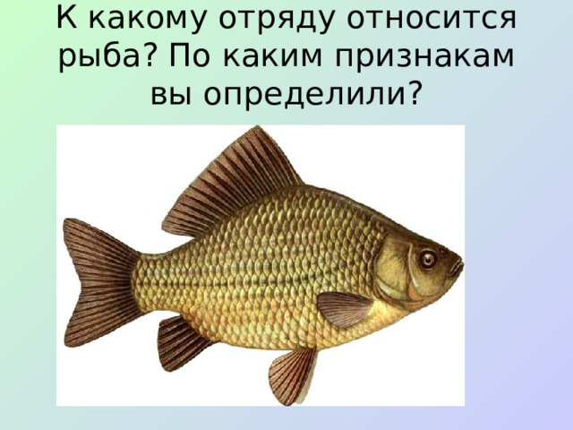 К какому отряду относится рыба? По каким признакам вы определили?