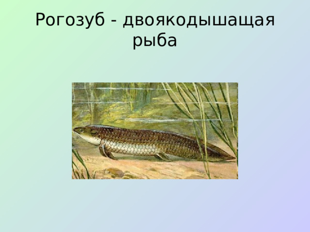 Рогозуб - двоякодышащая рыба
