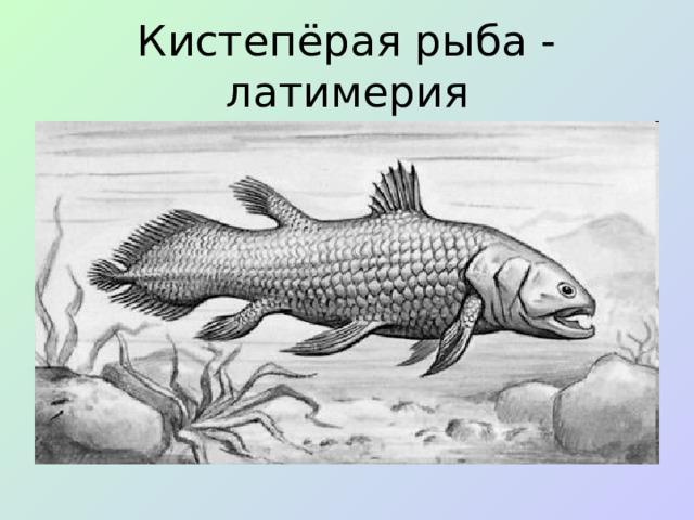 Кистепёрая рыба - латимерия