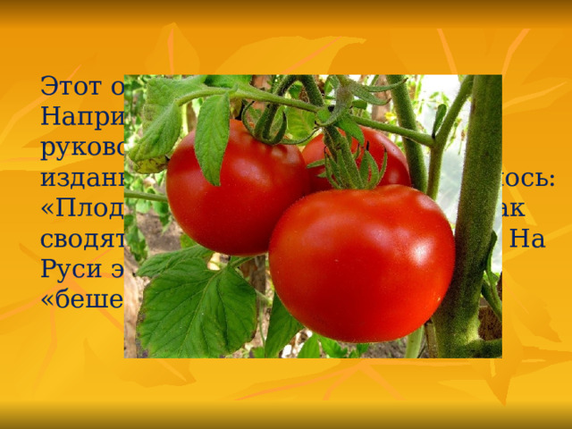Этот овощ   считался ядовитым. Например, в книге «Полное руководство по садоводству», изданной в Дании в 1774 г., писалось: «Плоды эти крайне вредны, так как сводят с ума тех, кто их поедает». На Руси этот овощ долго называли «бешеными ягодами».