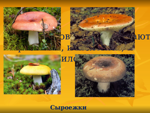 У этих грибов шляпки бывают и красными, и жёлтыми, и бурыми, и лиловыми. Сыроежки