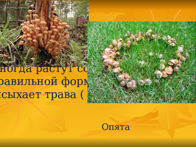 Эти очень вкусные съедобные грибы являются паразитами древесных пород.  Иногда растут создавая круги  правильной формы, внутри которых высыхает трава ( «ведьмины» круги). Опята