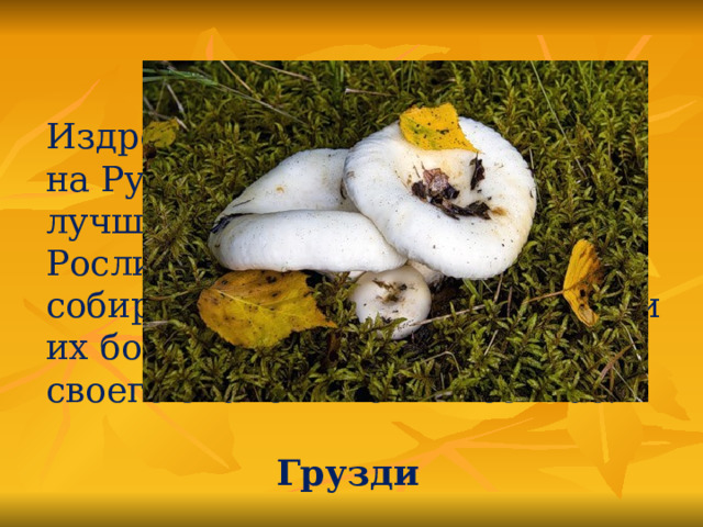 Издревле эти грибы славились на Руси, считались самыми лучшими грибами для засола. Росли они обильно и дружно, собирать их было весело, солили их бочками… Не утратили своего значения они и сейчас.  Грузди