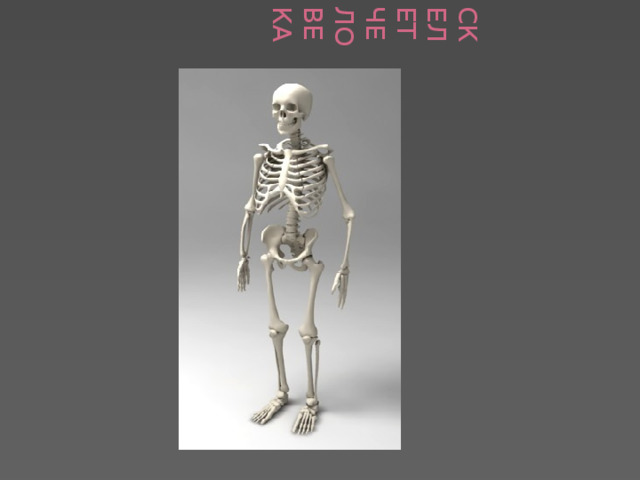  Скелет человека 