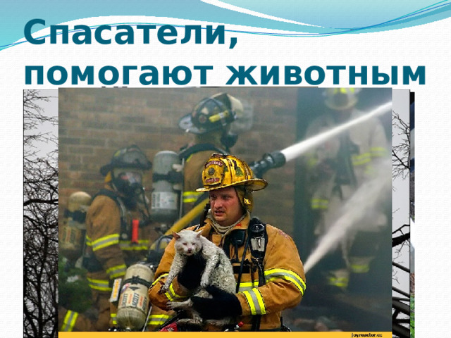 Спасатели, помогают животным 