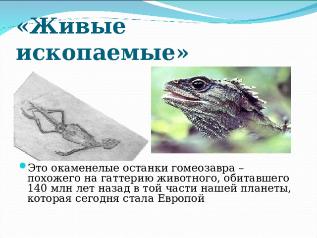 «Живые ископаемые» Это окаменелые останки гомеозавра – похожего на гаттерию животного, обитавшего 140 млн лет назад в той части нашей планеты, которая сегодня стала Европой 