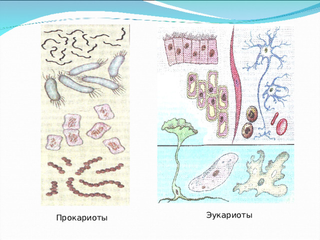 Эукариоты Прокариоты 