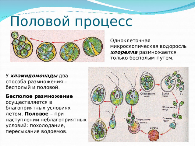 Половой процесс Одноклеточная микроскопическая водоросль хлорелла размножается только бесполым путем. У хламидомонады два способа размножения – бесполый и половой. Бесполое размножение осуществляется в благоприятных условиях летом. Половое – при наступлении неблагоприятных условий: похолодание, пересыхание водоемов.