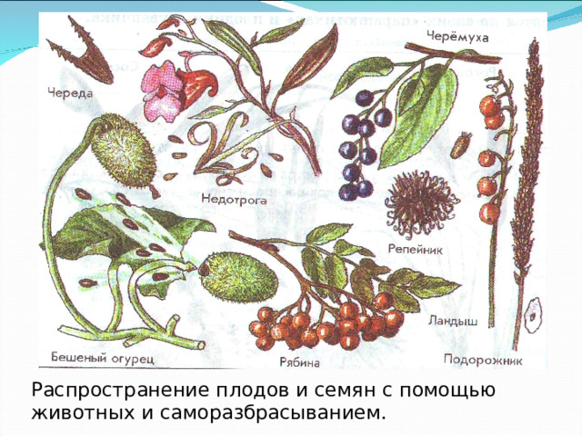 Распространение плодов и семян с помощью животных и саморазбрасыванием. 
