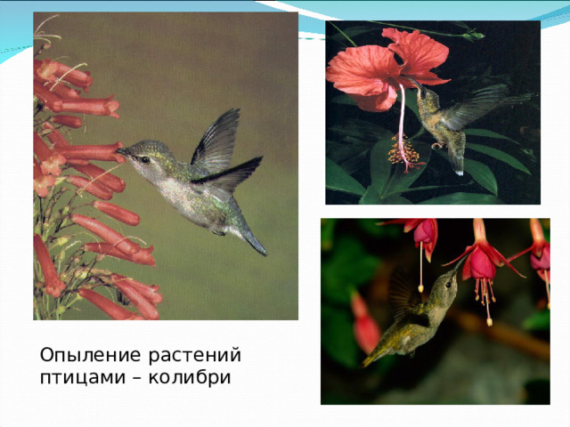 Опыление растений птицами – колибри 