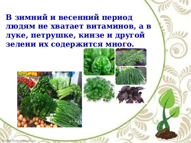 В зимний и весенний период людям не хватает витаминов, а в луке, петрушке, кинзе и другой зелени их содержится много. 