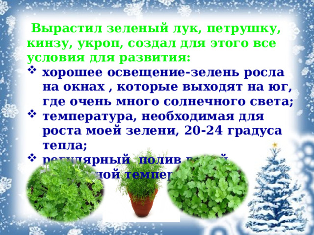  Вырастил зеленый лук, петрушку, кинзу, укроп, создал для этого все условия для развития: хорошее освещение-зелень росла на окнах , которые выходят на юг, где очень много солнечного света; температура, необходимая для роста моей зелени, 20-24 градуса тепла; регулярный  полив водой комнатной температуры; 