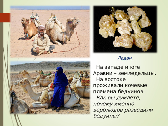 Ладан. На западе и юге Аравии – земледельцы. На востоке проживали кочевые племена бедуинов. Как вы думаете, почему именно верблюдов разводили бедуины? 