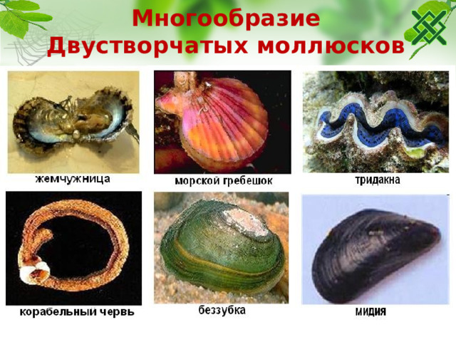 Многообразие Двустворчатых моллюсков 