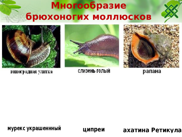 Многообразие брюхоногих моллюсков  