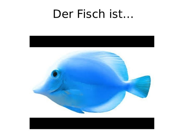 Der Fisch ist… 