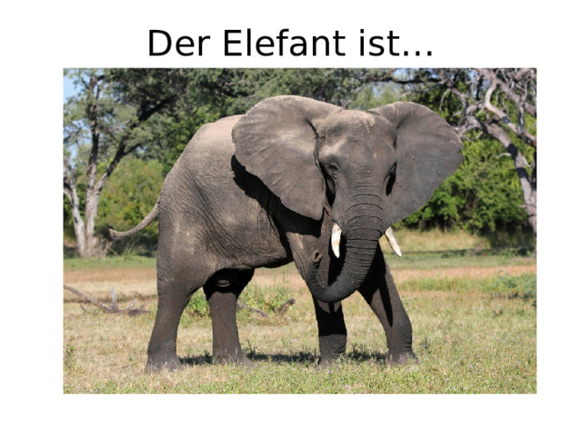 Der Elefant ist… 