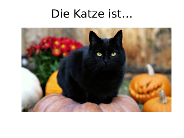 Die Katze ist… 