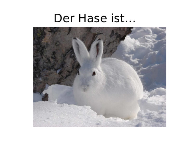 Der Hase ist… 