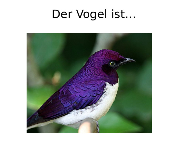 Der Vogel ist… 