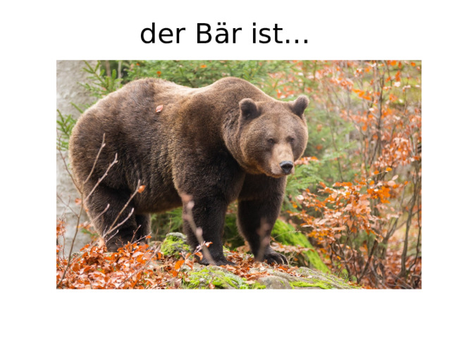 der Bär ist… 