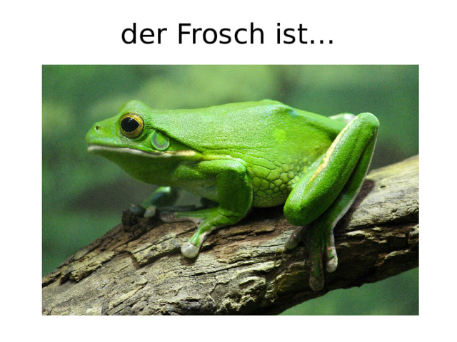 der Frosch ist… 