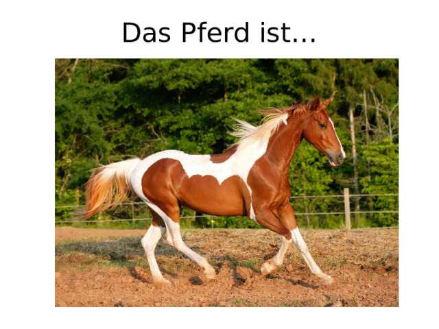 Das Pferd ist… 