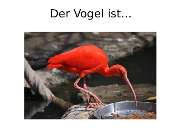 Der Vogel ist… 