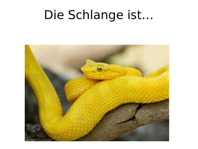 Die Schlange ist… 