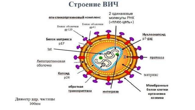 Презентация "Всемирный день борьбы со СПИДом"