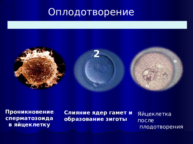 Оплодотворение 3 1 2 Проникновение сперматозоида в яйцеклетку Слияние ядер гамет и образование зиготы  Яйцеклетка после  плодотворения 