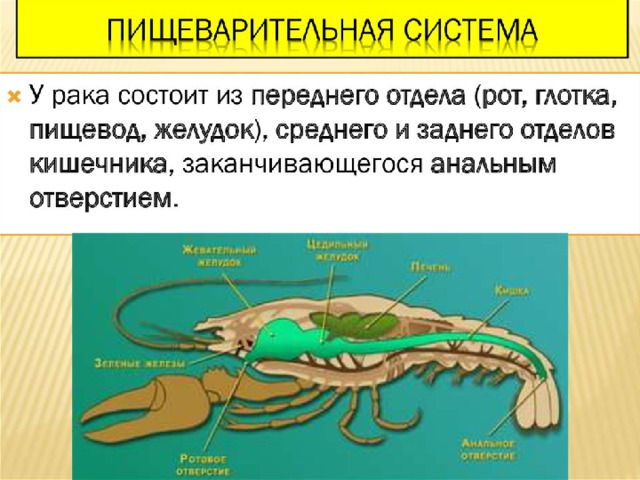 Членистоногие пищеварительная система