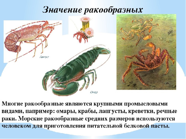 Представители типа членистоногие. Характеристика класса ракообразные. Ракообразные и их роль в природе. Роль ракообразных. Значение ракообразных в жизни человека.