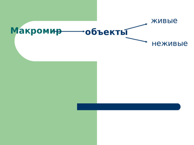 Макромир  живые объекты неживые 