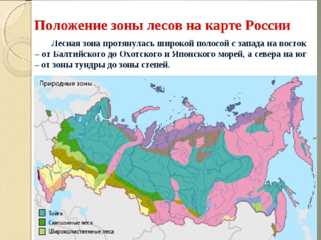 Карта широколиственных лесов россии