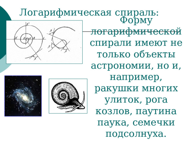 Форму логарифмической спирали имеют не только объекты астрономии, но и, например, ракушки многих улиток, рога козлов, паутина паука, семечки подсолнуха. 