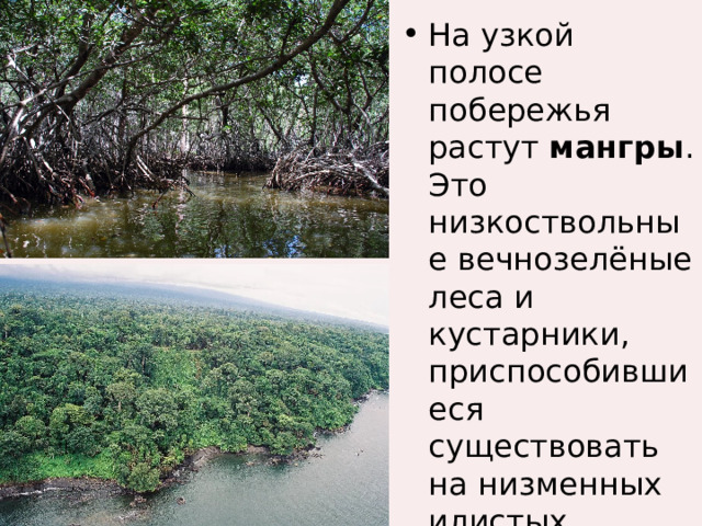 На узкой полосе побережья растут мангры . Это низкоствольные вечнозелёные леса и кустарники, приспособившиеся существовать на низменных илистых морских побережьях. 