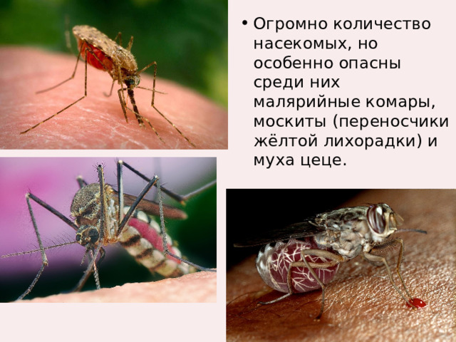 Огромно количество насекомых, но особенно опасны среди них малярийные комары, москиты (переносчики жёлтой лихорадки) и муха цеце. 