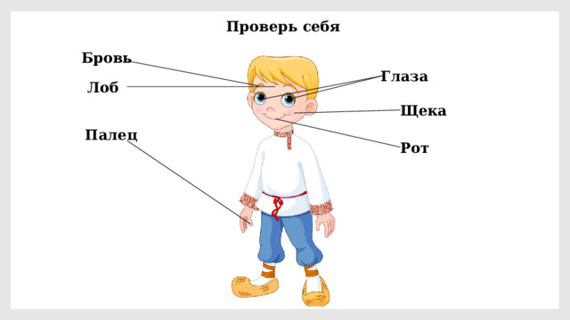 Проверь себя Бровь Глаза Лоб Щека Палец Рот 